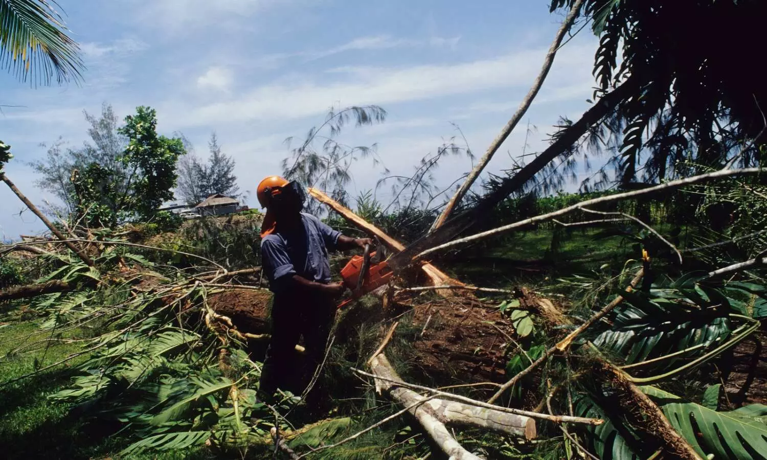 SC agrees to hear plea seeking to restrain felling of trees in Delhi without its nod