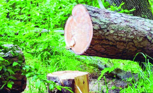 Over 17,600 trees felled for UP’s ‘kanwar’ route construction: Panel to NGT