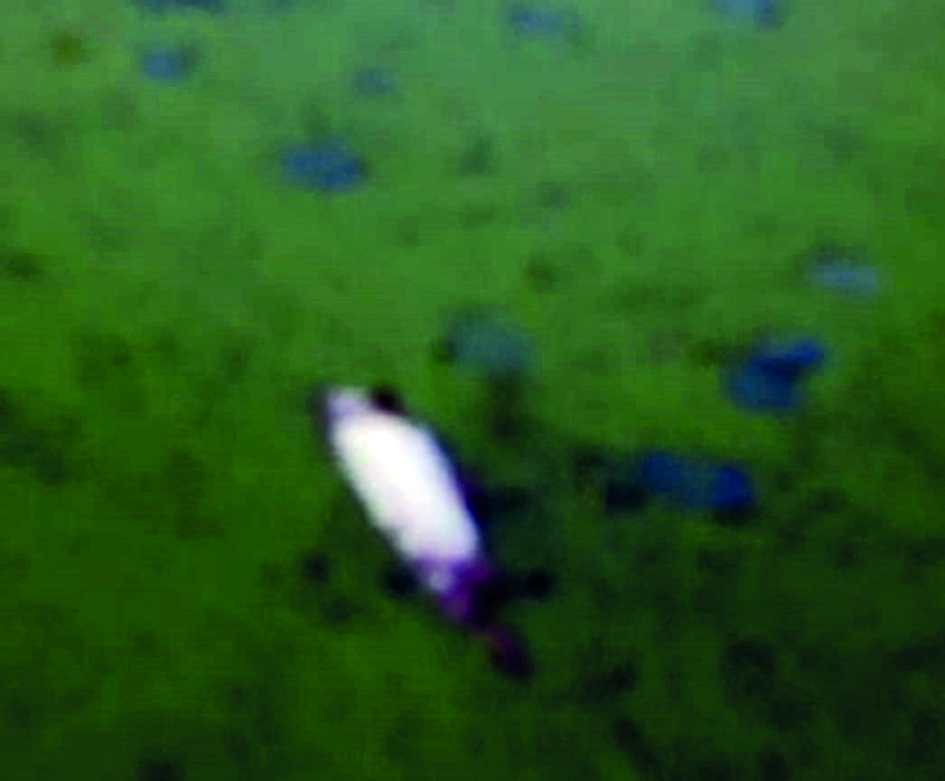 KMDA to investigate death of fishes at Rabindra Sarobar