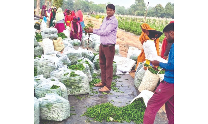 MP leads nation in spice crop production, sets new benchmark with 54 lakh tonnes