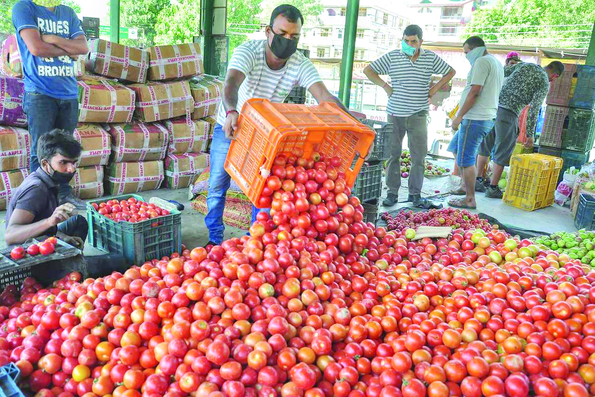 Retail tomato prices drop 22.4% on improved supplies, says govt Retail tomato prices drop 22.4% on improved supplies, says govt