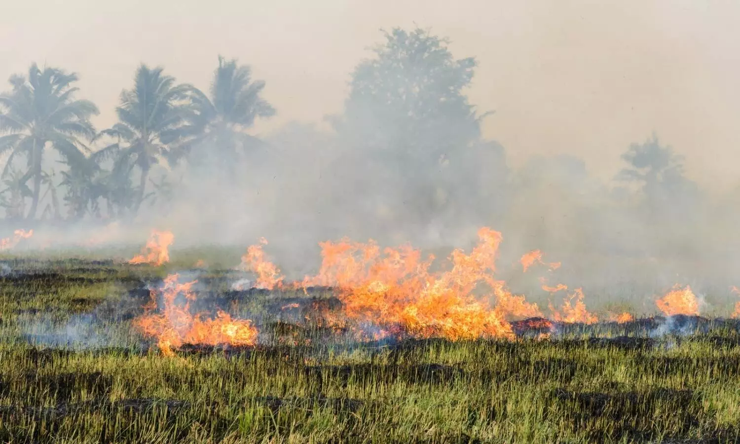 70% decrease in Punjabs stubble burning incidents: Report in NGT