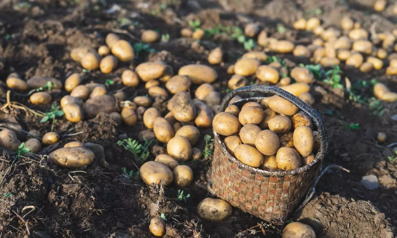 Potato price shoots up in Jharkhand as West Bengal restricts supply