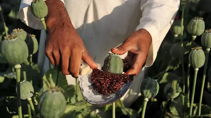 Over 19,000 acres of illegal poppy cultivation destroyed in Manipur since 2017 Over 19,000 acres of illegal poppy cultivation destroyed in Manipur since 2017