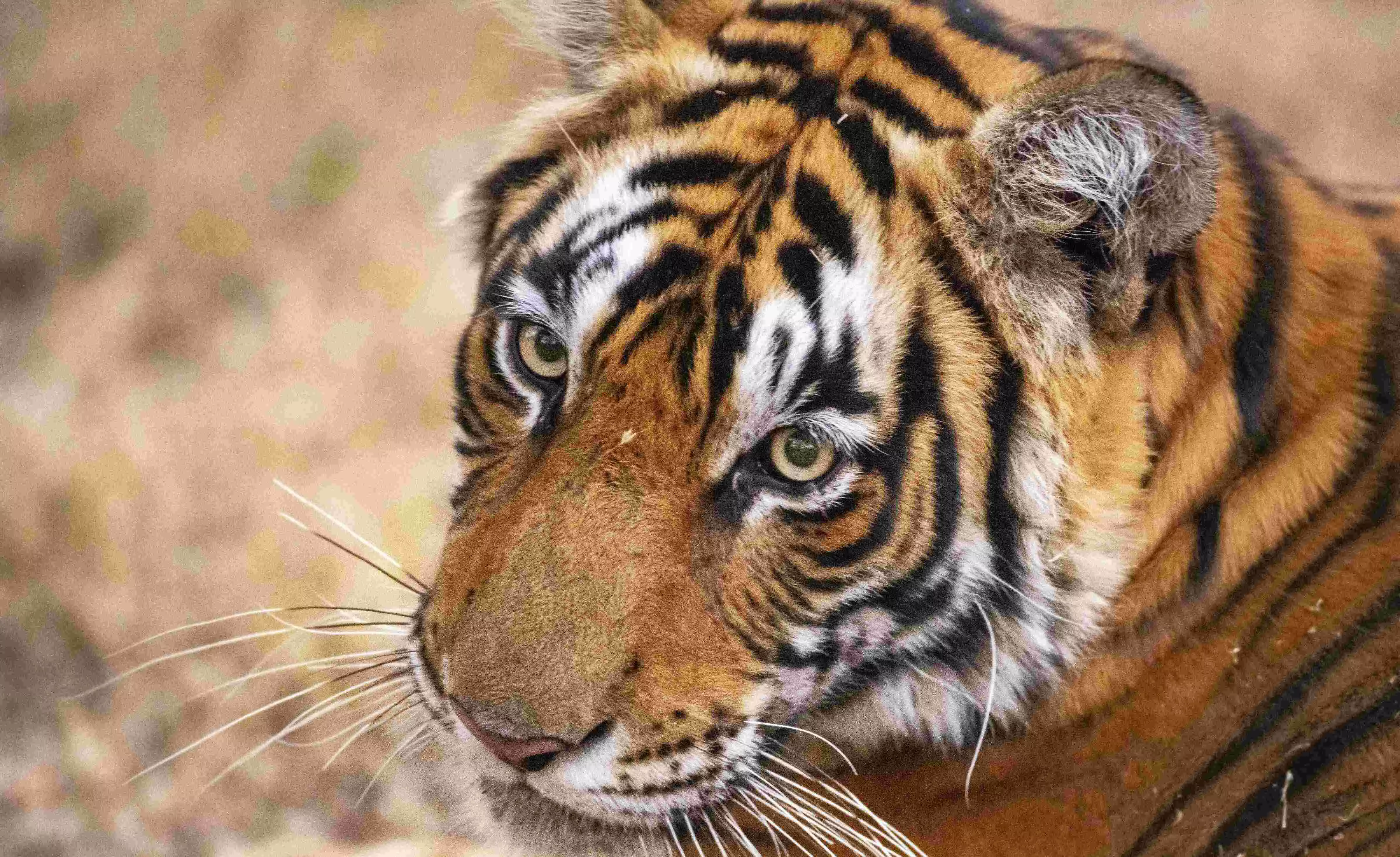 Madhav National Park designated as 8th tiger reserve in MP Madhav National Park designated as 8th tiger reserve in MP