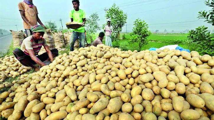 Potato prices dip in Balurghat due to halted exports to B’desh Potato prices dip in Balurghat due to halted exports to B’desh