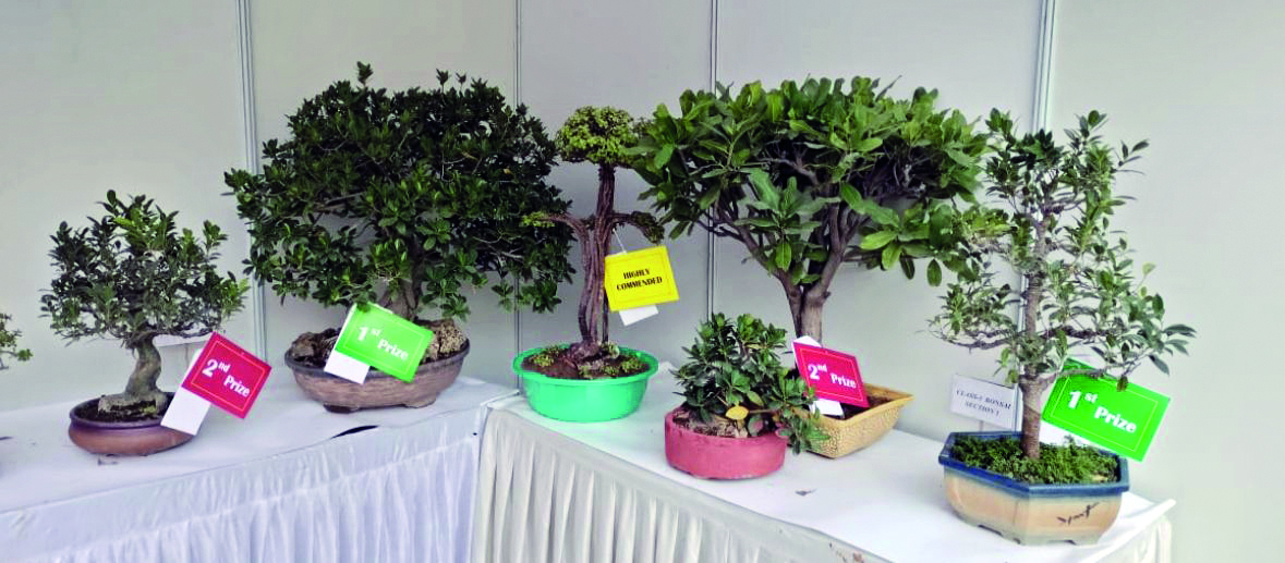 Delhi Tourism hosts the second Bonsai & Chrysanthemum Fest Delhi Tourism hosts the second Bonsai & Chrysanthemum Fest