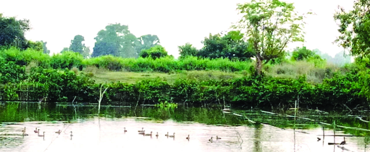 Migratory birds turn Chakmadhab village into their winter haven Migratory birds turn Chakmadhab village into their winter haven
