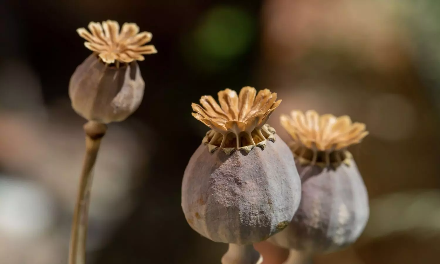 55 acres of illegal poppy cultivation destroyed in Manipurs Ukhrul 55 acres of illegal poppy cultivation destroyed in Manipurs Ukhrul