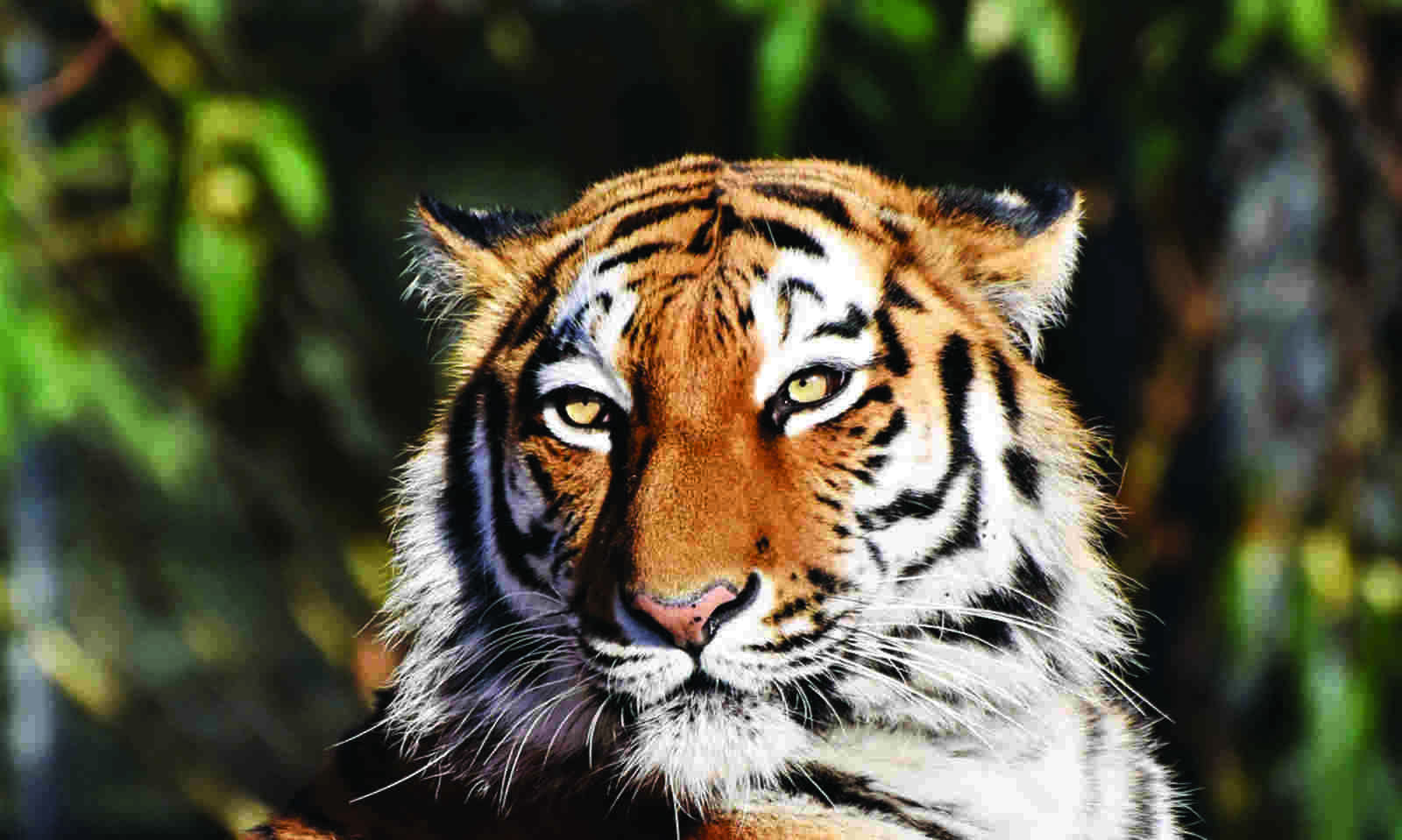 Tiger from Odisha reaches close to Jhargram border in Bengal