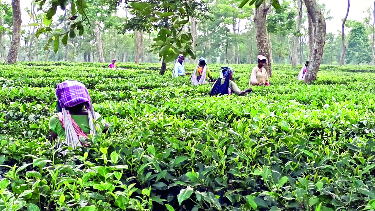 Cha Sundari boost: 8 more tea gardens to receive land titles Cha Sundari boost: 8 more tea gardens to receive land titles