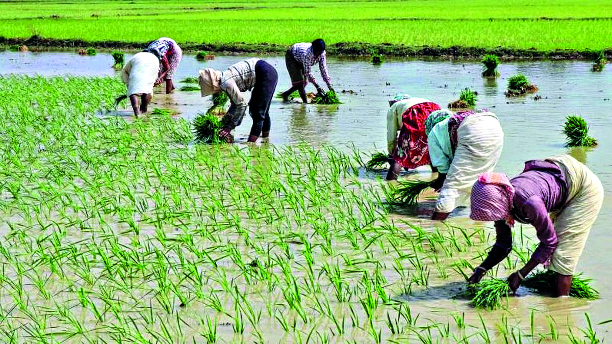 Parl panel bats for legal guarantee   of MSP to protect farmers’ interests