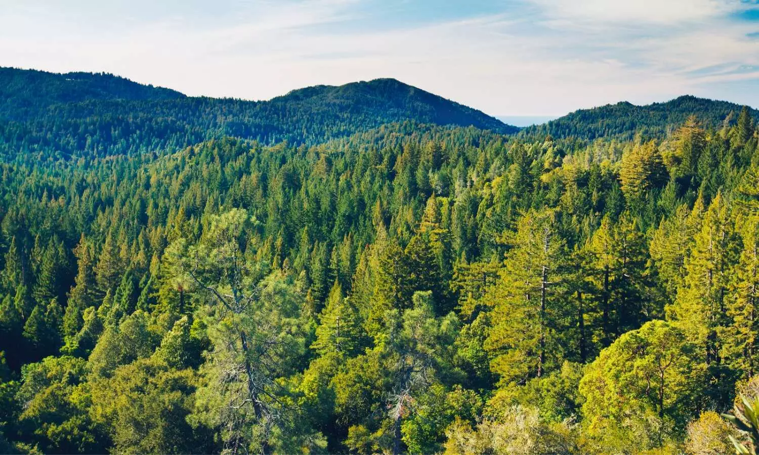 Indias green cover increased by 1,445 sq km from 2021 to 2023: Govt report