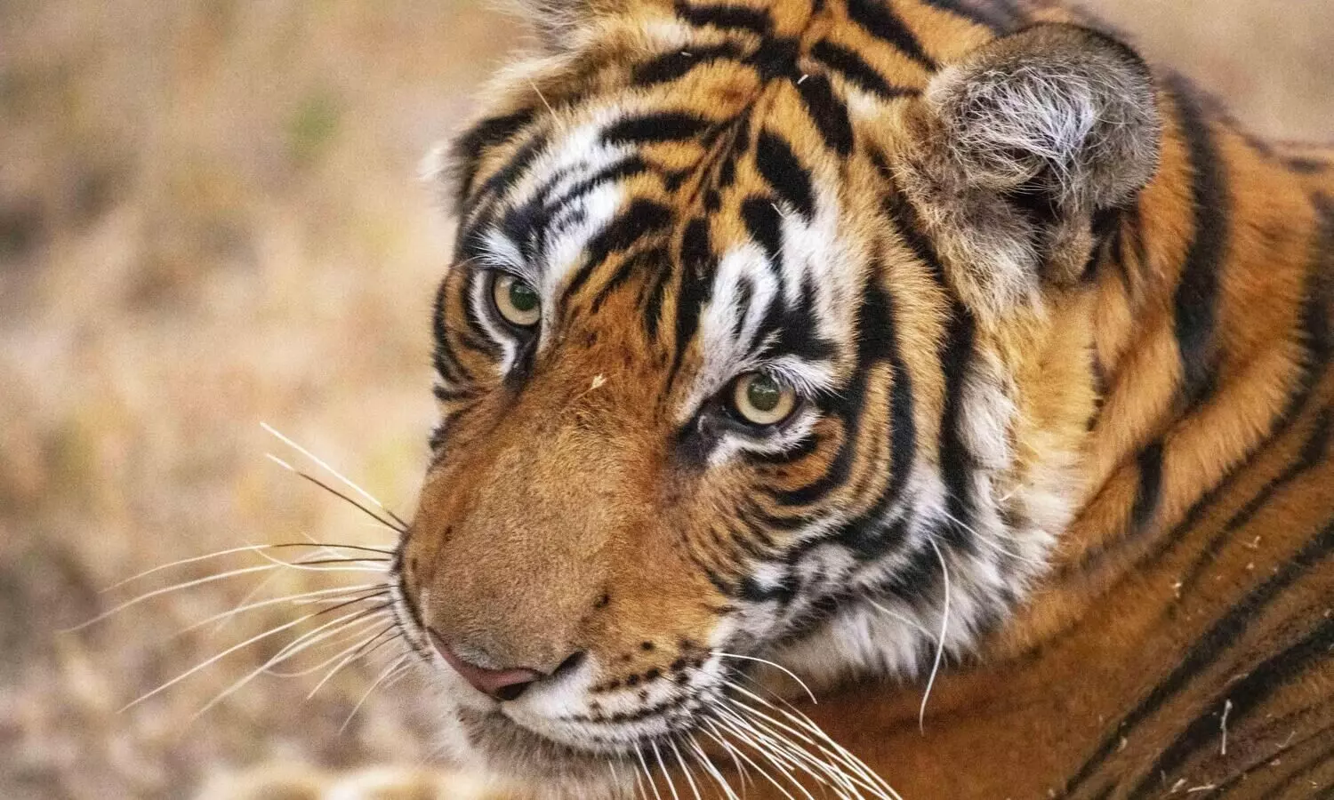 MP to translocate 15 tigers to Chhattisgarh, Rajasthan and Odisha