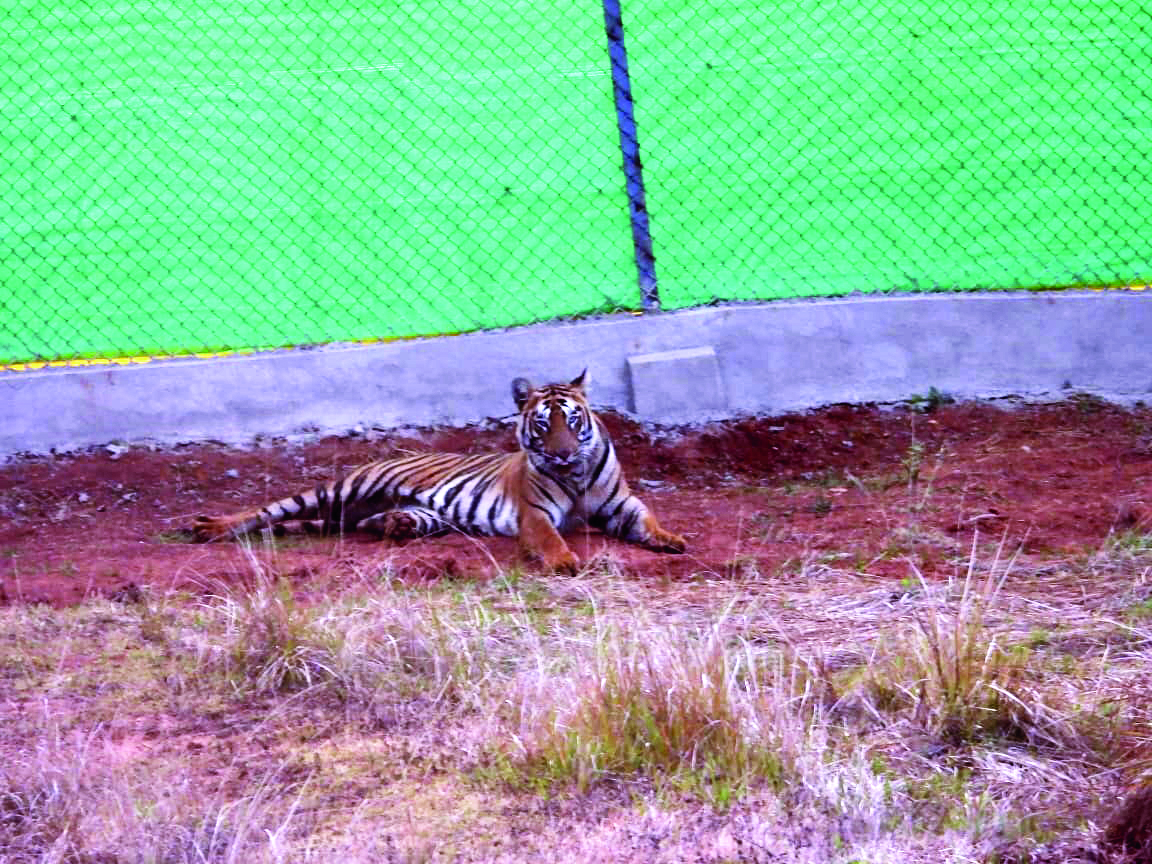 Zeenat reaches Simlipal Tiger Reserve, released into the wild