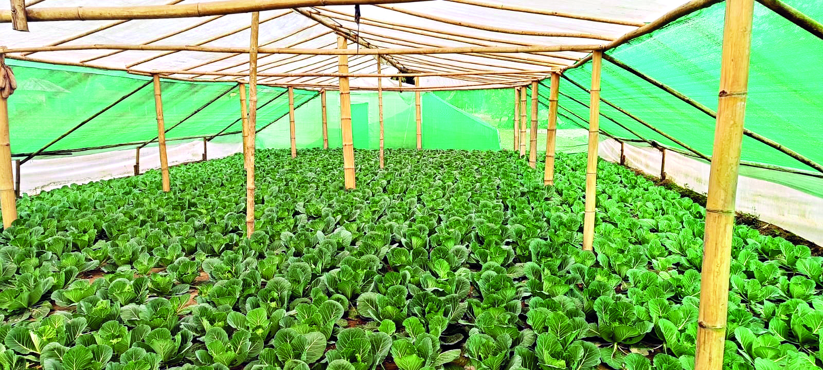 Farmers to get subsidies on poly houses Farmers to get subsidies on poly houses