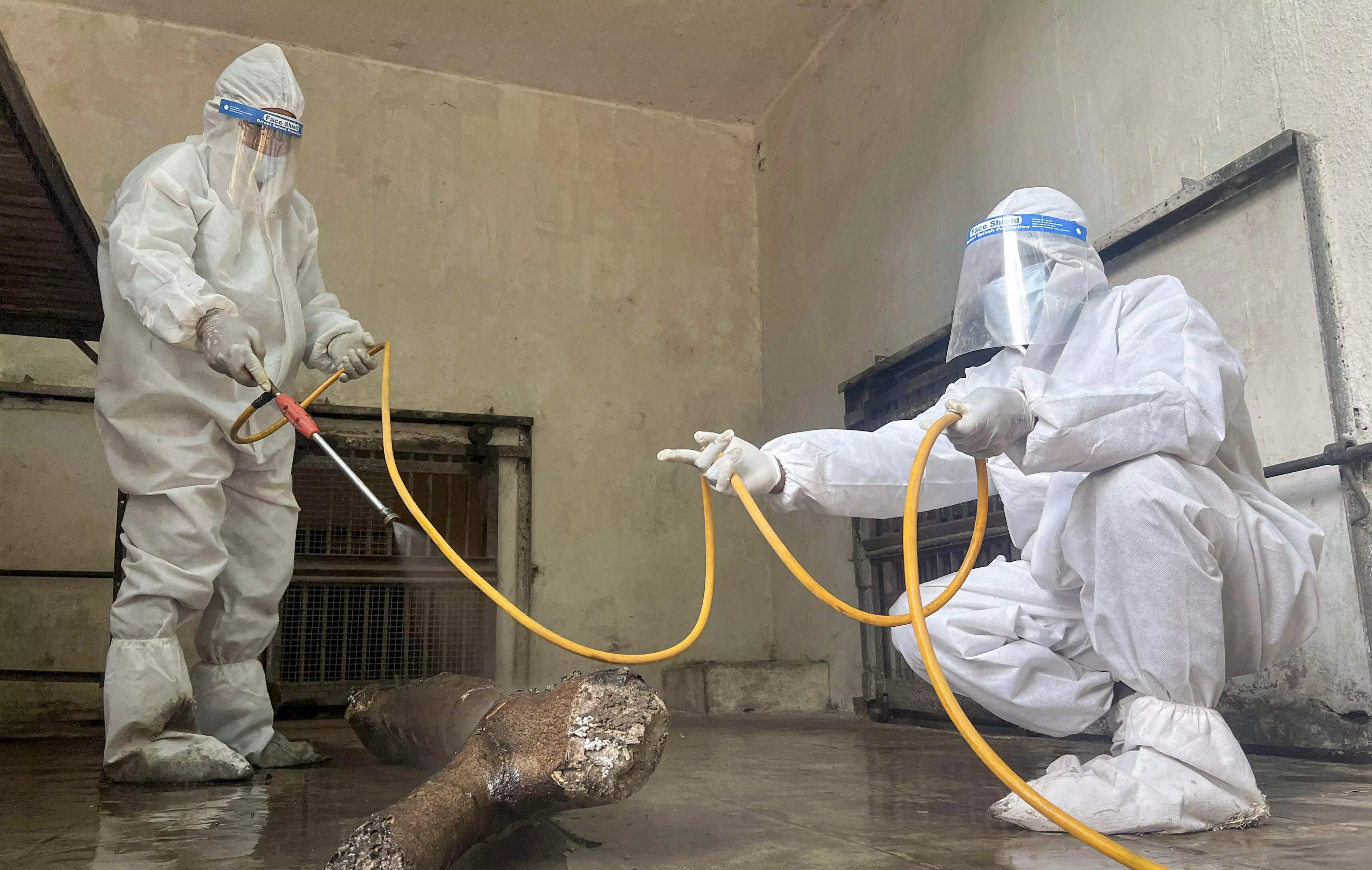 Amid bird flu concerns, Nagpur zoo temporarily halts chicken meals for wild animals Amid bird flu concerns, Nagpur zoo temporarily halts chicken meals for wild animals