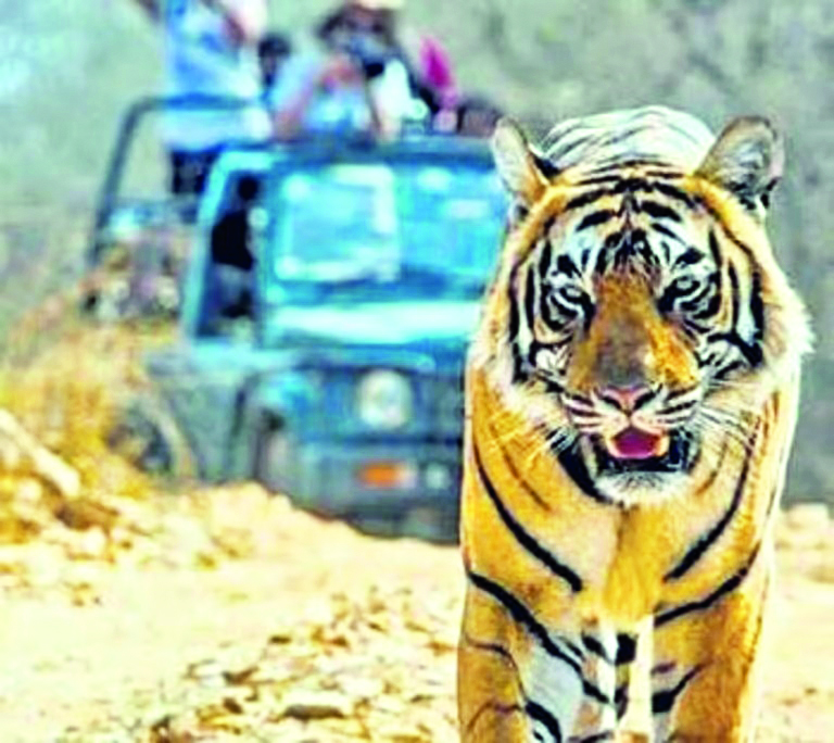 SC bats for uniform policy for tiger reserves’ management across India SC bats for uniform policy for tiger reserves’ management across India
