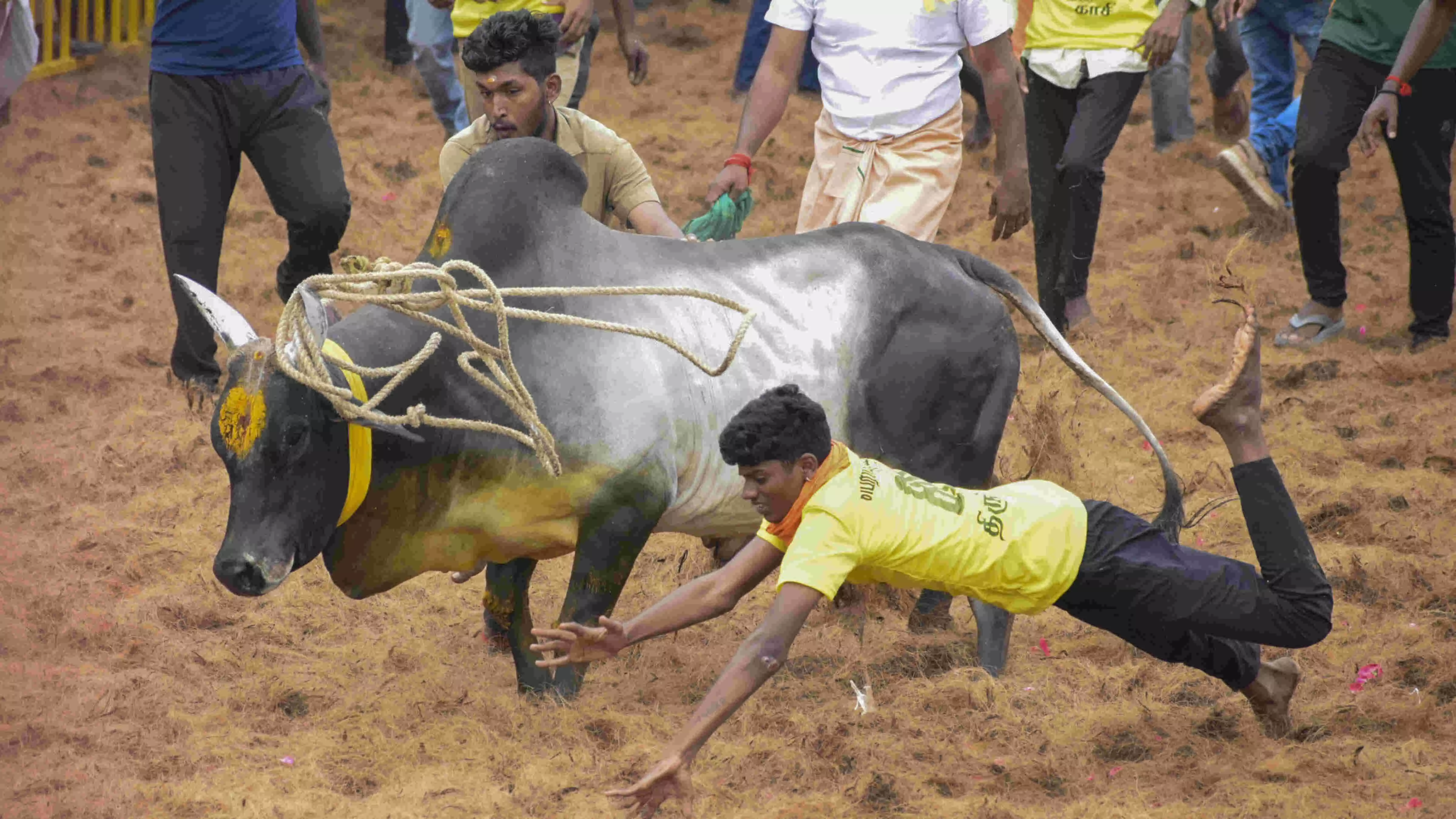 Jallikattu, manjuvirattu events leave seven dead, scores injured in TN Jallikattu, manjuvirattu events leave seven dead, scores injured in TN