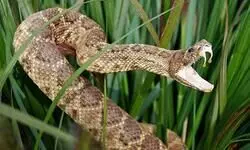 Punjab launches anti-snake venom treatment