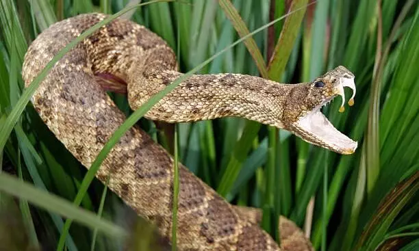 Punjab launches anti-snake venom treatment Punjab launches anti-snake venom treatment