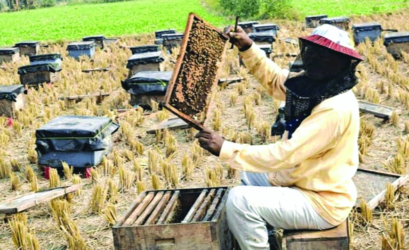 Buniadpur’s honey harvest reaching Guj