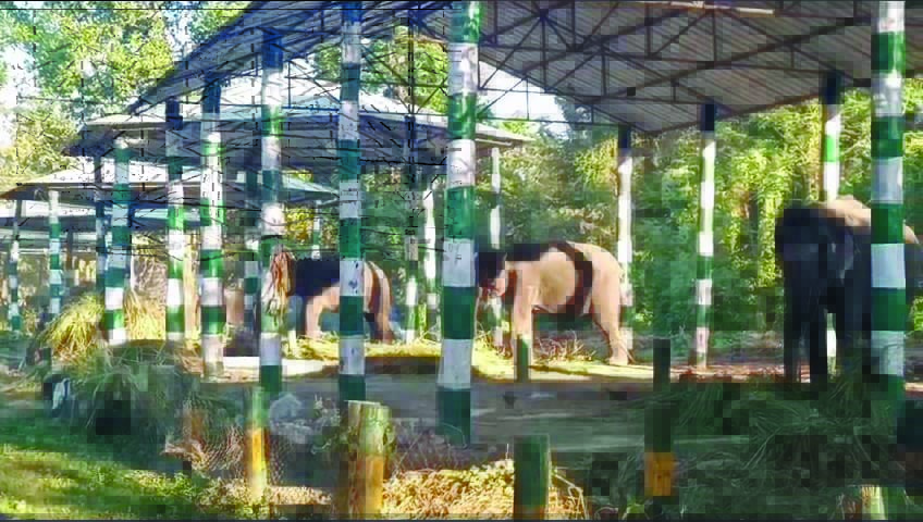 Now take selfie with Kumki elephants at Dhupjhora camp Now take selfie with Kumki elephants at Dhupjhora camp