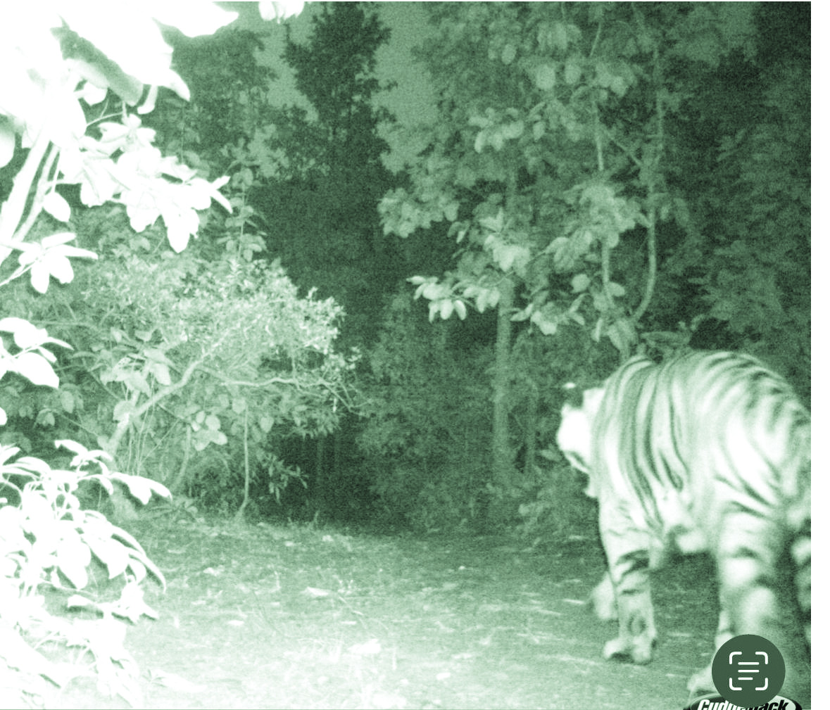 Forest dept trap cameras capture fresh images of stray tiger in Purulia Forest dept trap cameras capture fresh images of stray tiger in Purulia