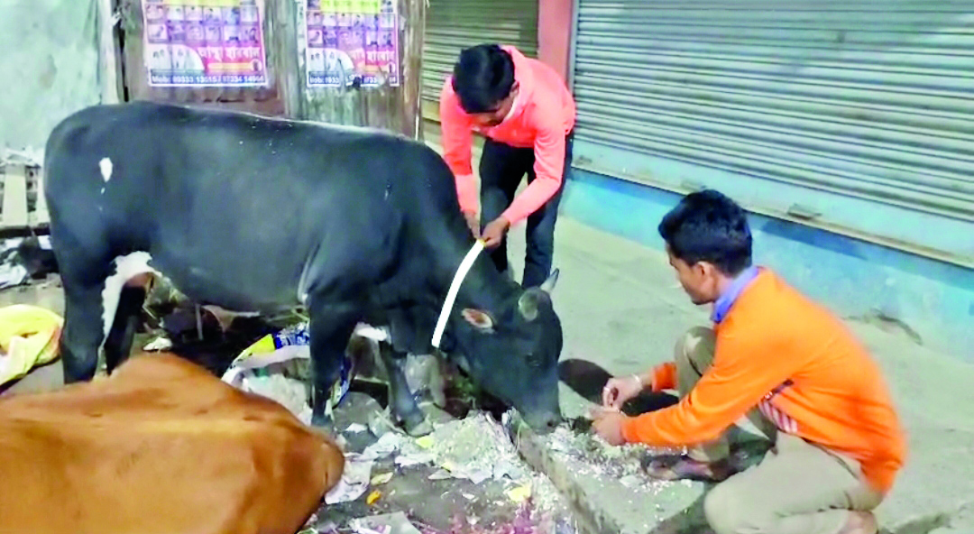 Gangarampur: Fluorescent collars for stray animals to prevent accidents on highways Gangarampur: Fluorescent collars for stray animals to prevent accidents on highways