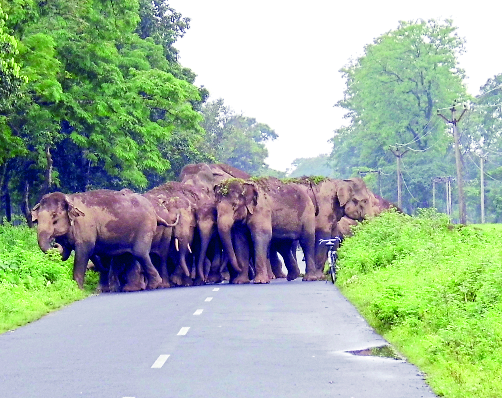 Authorities mulling over initiative to track elephant herds in Dooars Authorities mulling over initiative to track elephant herds in Dooars