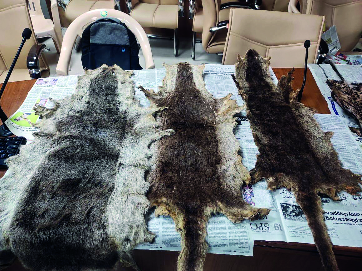 CBI seizes leopard skins, arrests four in Haryana CBI seizes leopard skins, arrests four in Haryana