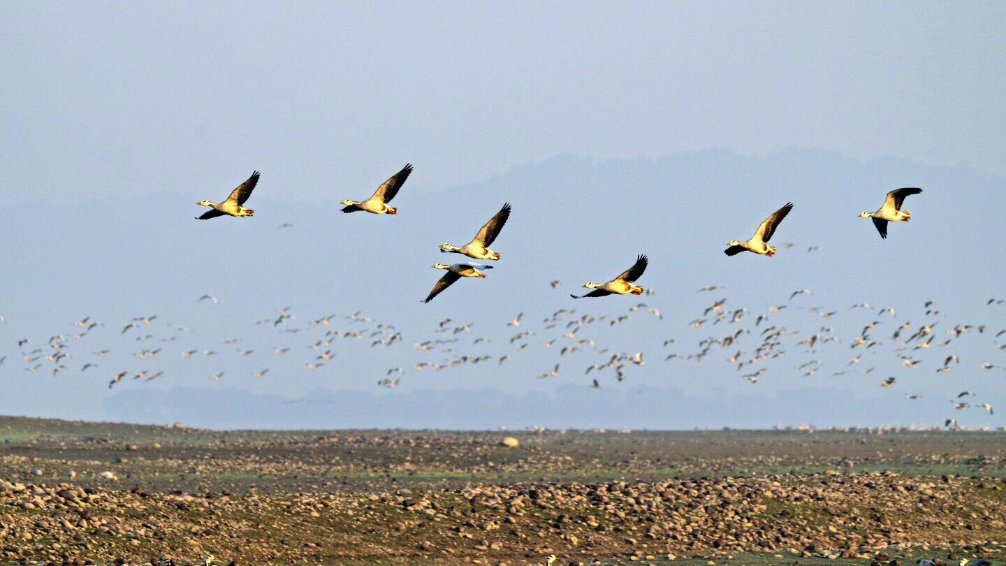 Most welcome: Feathered guests descend on Himachal’s Pong Dam lake in record number, pique interest Most welcome: Feathered guests descend on Himachal’s Pong Dam lake in record number, pique interest
