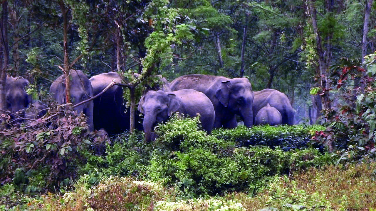 Man arrested for illegal electric connection that killed elephant