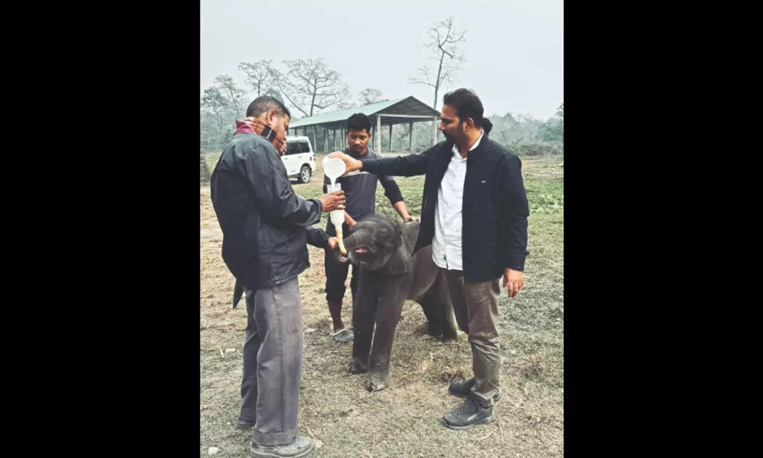 Rescued elephant calf finds new home at Jaldapara’s Holong Central Pilkhana