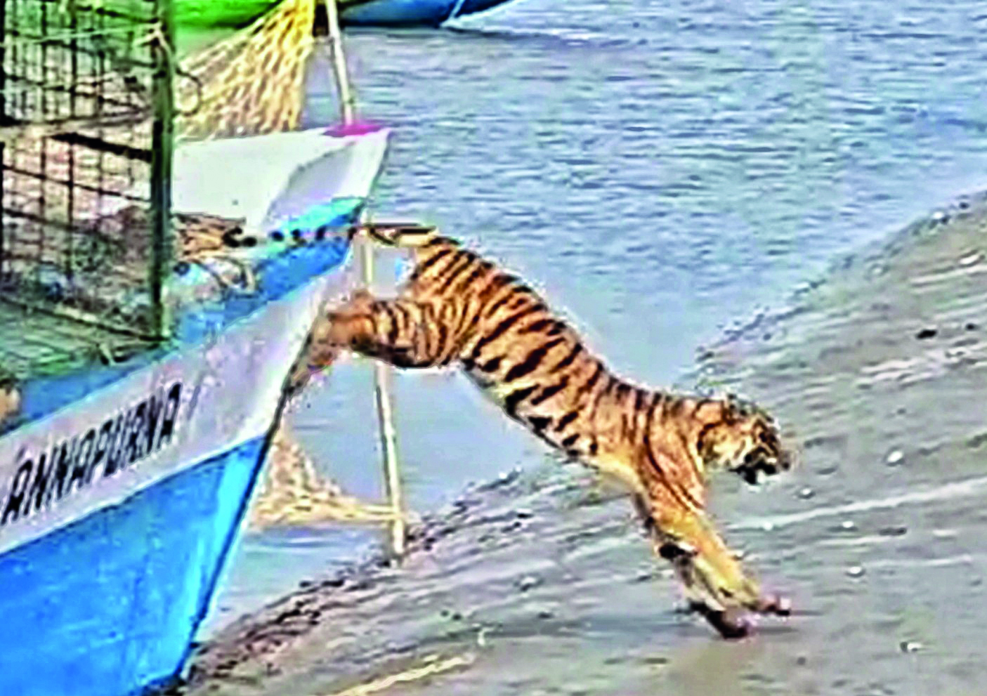 Maipith tiger released into the wild Maipith tiger released into the wild