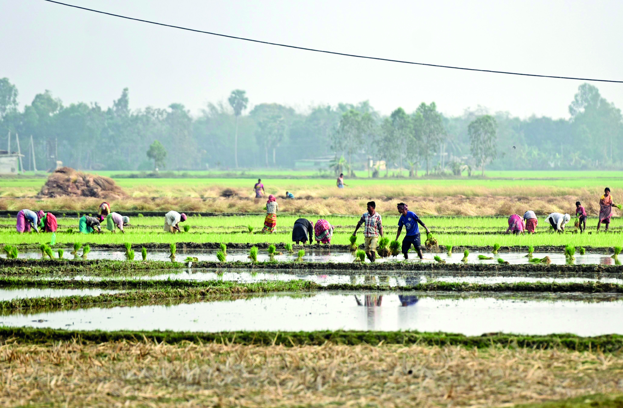 South Dinajpur Agri dept to implement block-based natural & traditional farming South Dinajpur Agri dept to implement block-based natural & traditional farming