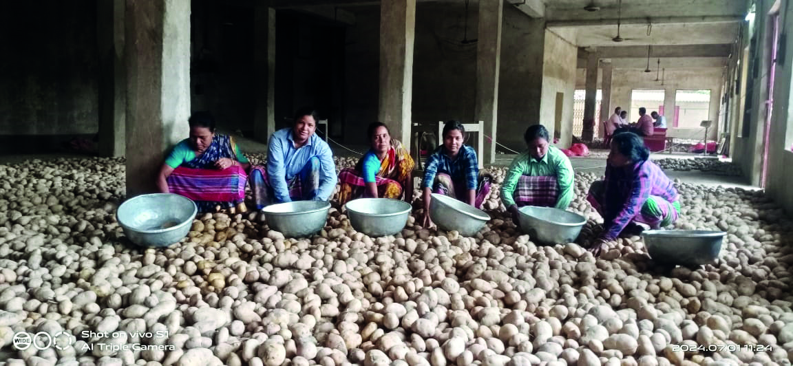 Malda cold storage owners   seek GI tag for Pokhraj potatoes