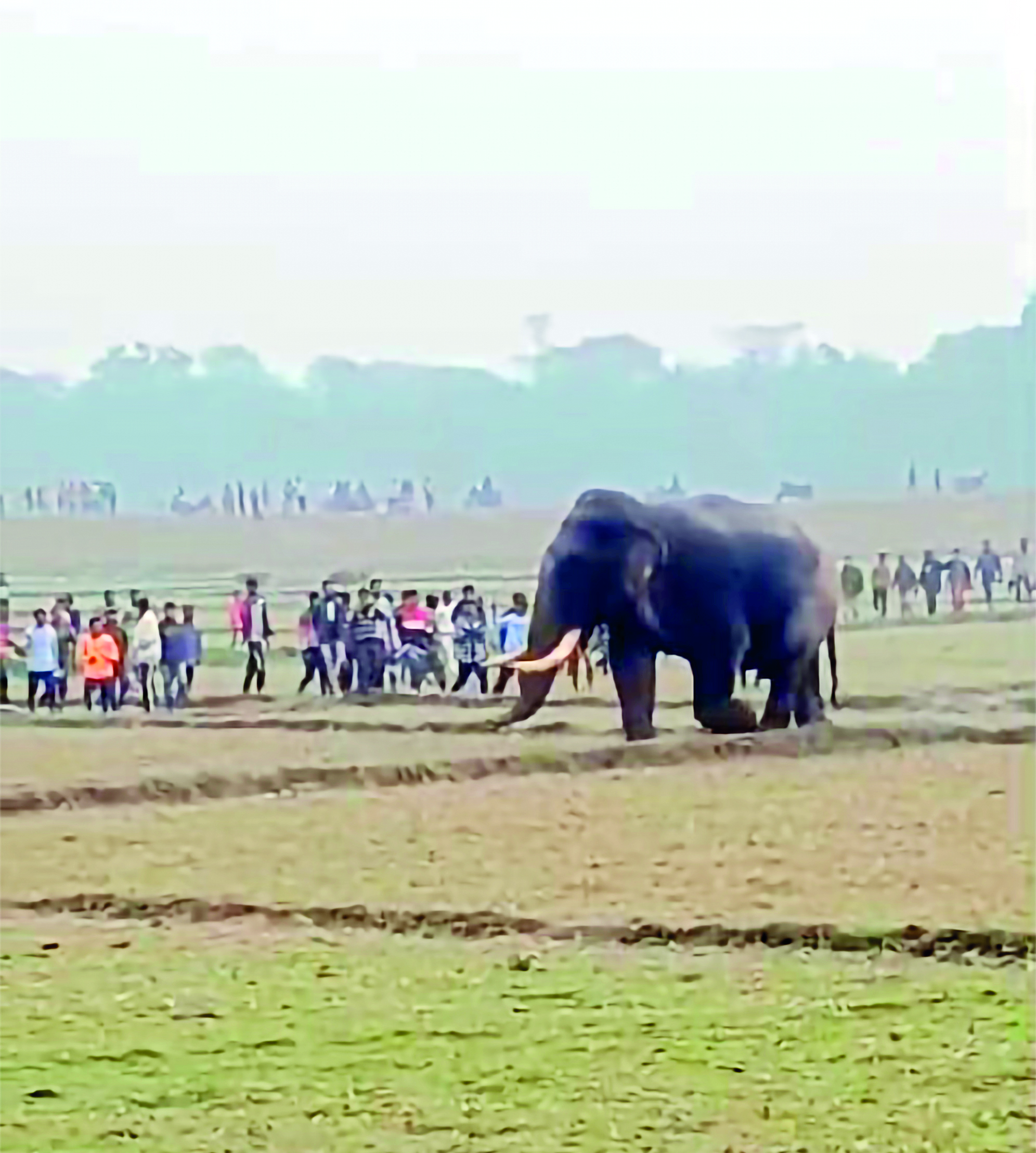 Bengal ranks second in elephant attack fatalities: Union Ministry