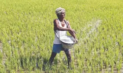 Organic fertilizer use to add $2.6 bn in revenue, says IBA