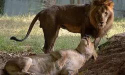 286 lions, 456 leopards died in Gujarat in 2 years: Forest Minister in Assembly