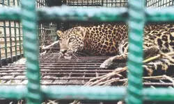 Leopard rescued from household kitchen in Cooch Behar Leopard rescued from household kitchen in Cooch Behar