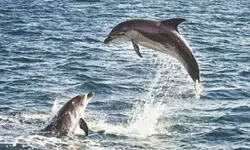 Bengal ranks third in country in dolphin population: Survey