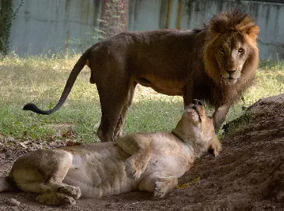 286 lions, 456 leopards died in Gujarat in 2 years: Forest Minister in Assembly 286 lions, 456 leopards died in Gujarat in 2 years: Forest Minister in Assembly