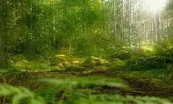 The Green Imagination The Green Imagination