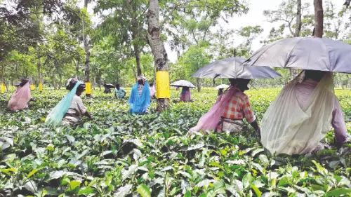 Centre admits wage delays for tea garden workers under Andrew Yule Centre admits wage delays for tea garden workers under Andrew Yule
