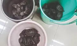 CBI, WCCB nab 2 for possessing 65 protected turtles CBI, WCCB nab 2 for possessing 65 protected turtles