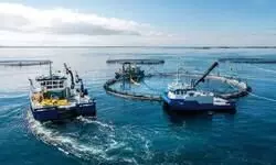 Transforming Fisheries & Aquaculture through a cluster approach