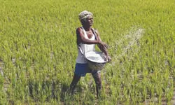 Cabinet approves Rs 37,216 cr subsidy on phosphatic & potassic fertilisers Cabinet approves Rs 37,216 cr subsidy on phosphatic & potassic fertilisers