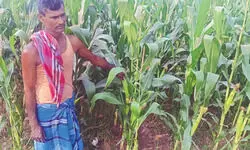 Farmers in Balurghat shift to maize cultivation amid water crisis