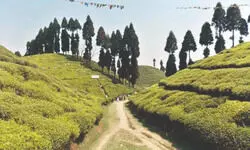 Sungma Turzum Tea Estate to reopen today